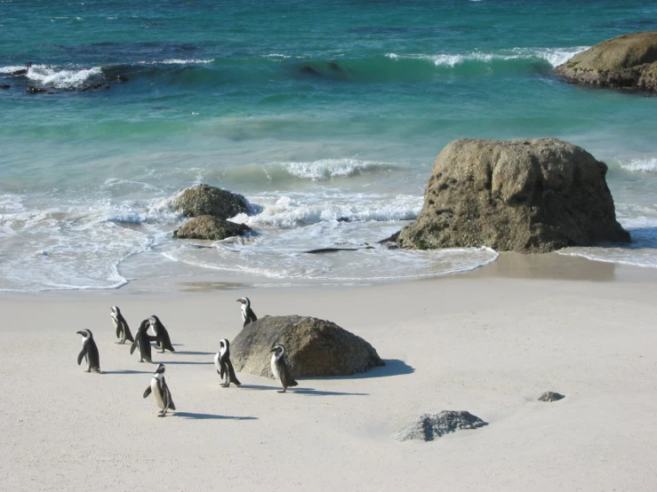 four penguins walking on a beach by the ocean