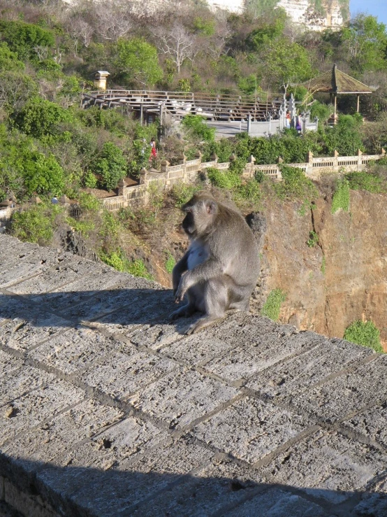 the animal is looking down at the path