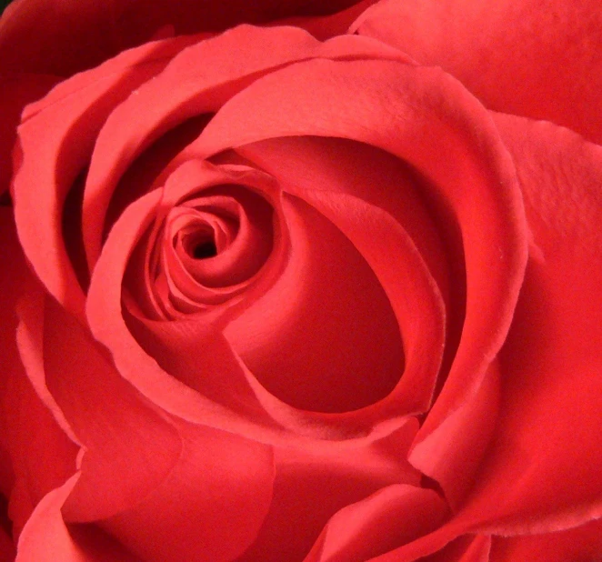 the center of a large red rose in full bloom