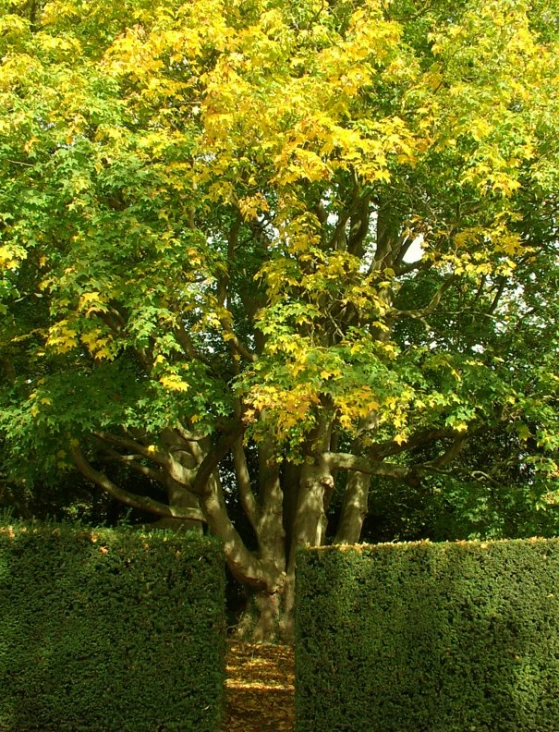 there is a tree in the middle of two hedges