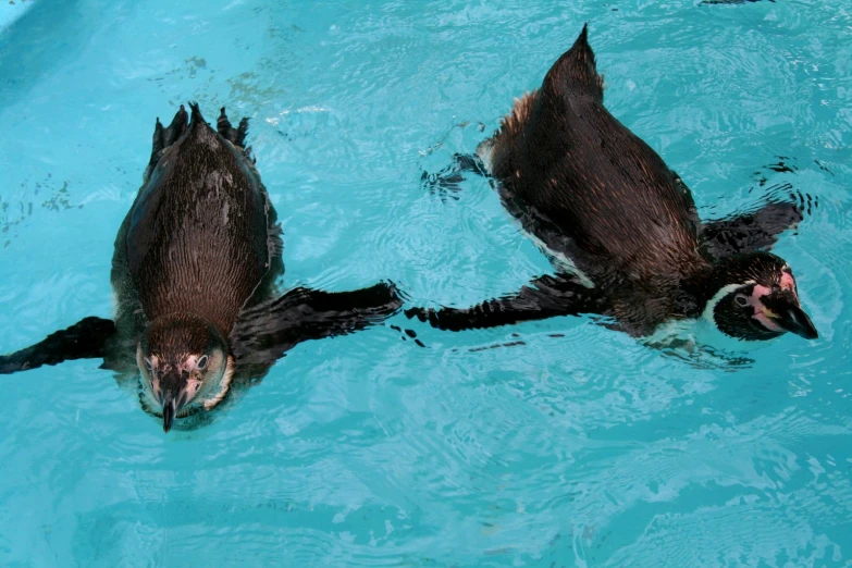 two ducks in the blue water one is diving