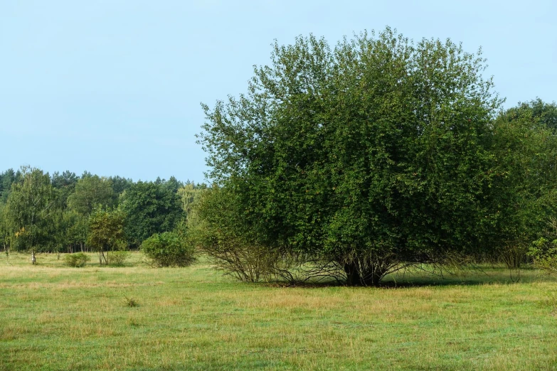 there is a small tree in a grassy area