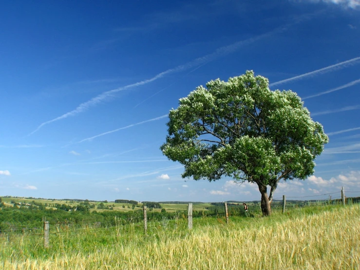 a lone tree in a field with a blue sky