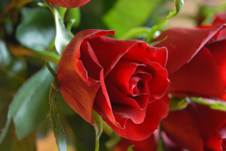 close up view of a large red rose in bloom