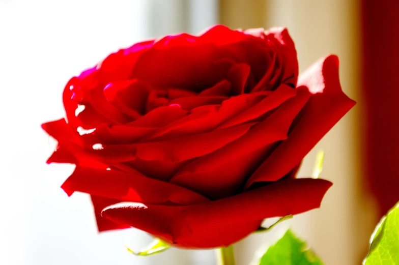 close up of a red rose with leaves