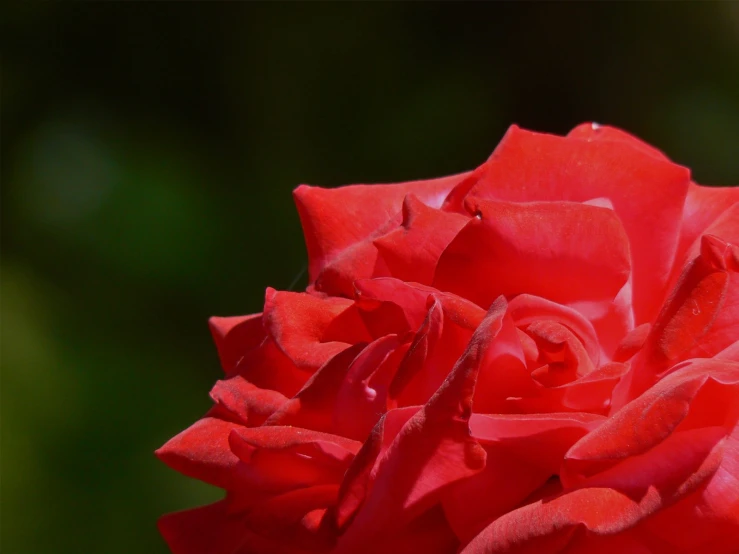 a closeup view of the stem and middle part of a red rose