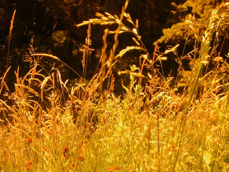 the background is blurry from the sunlight on tall grass