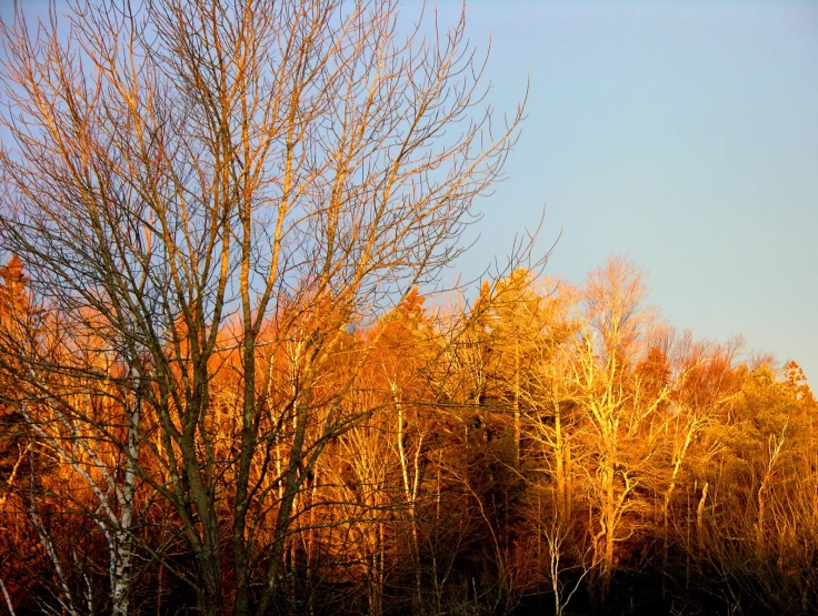 an autumn scene with orange trees in the background