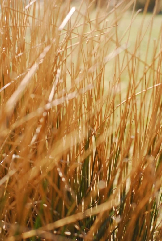 a field filled with tall brown grass and green grass