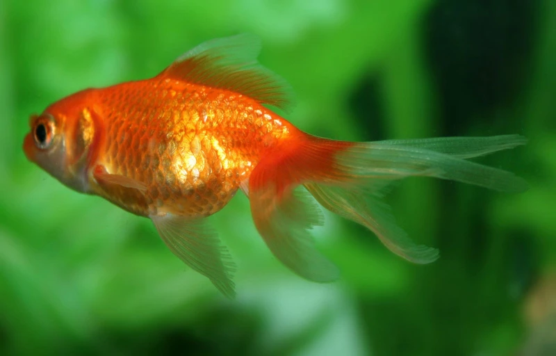 a closeup of goldfish in an aquarium tank