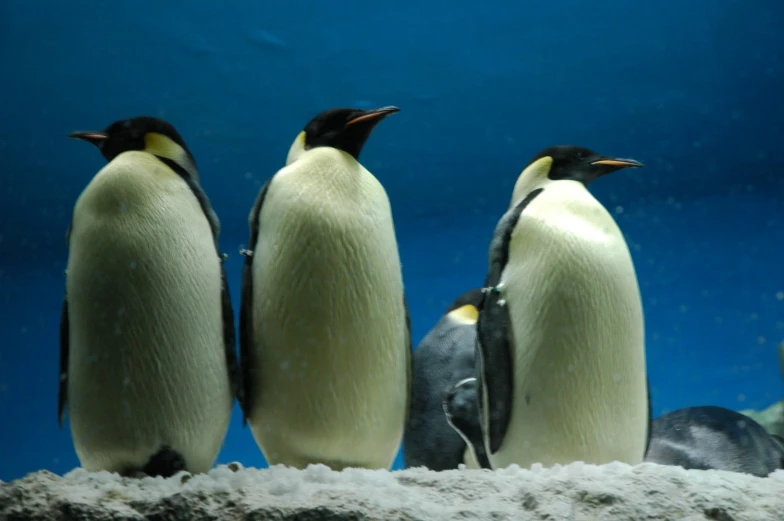 two penguins look at another penguin in a blue background