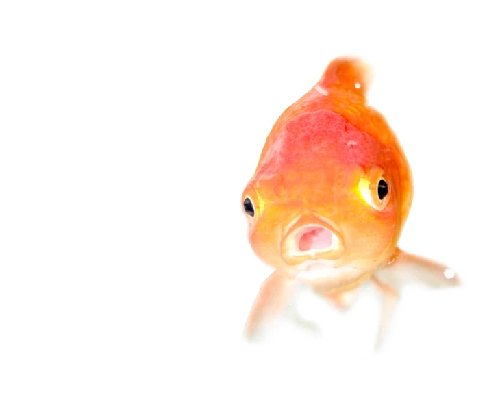 a gold fish with black eyes and an orange tail