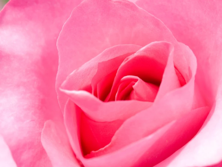 a close - up po of a rose flower