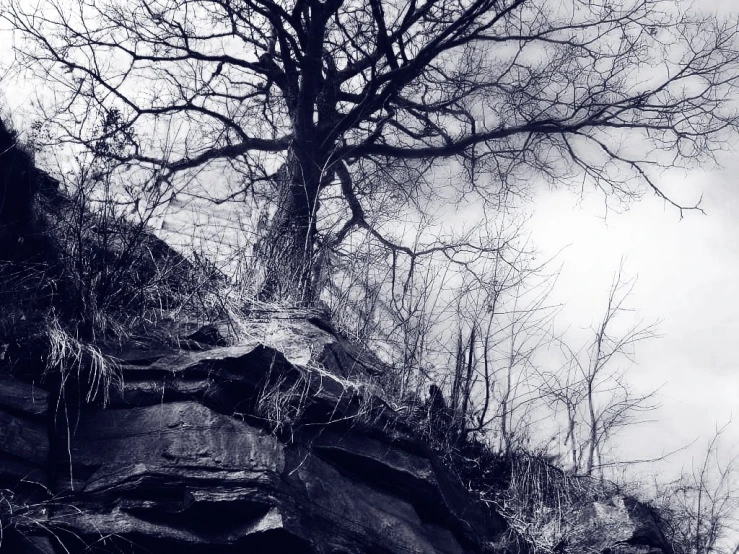 a tree grows out from the rocks on top of the mountain