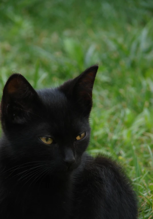 black cat sitting in the grass on a sunny day