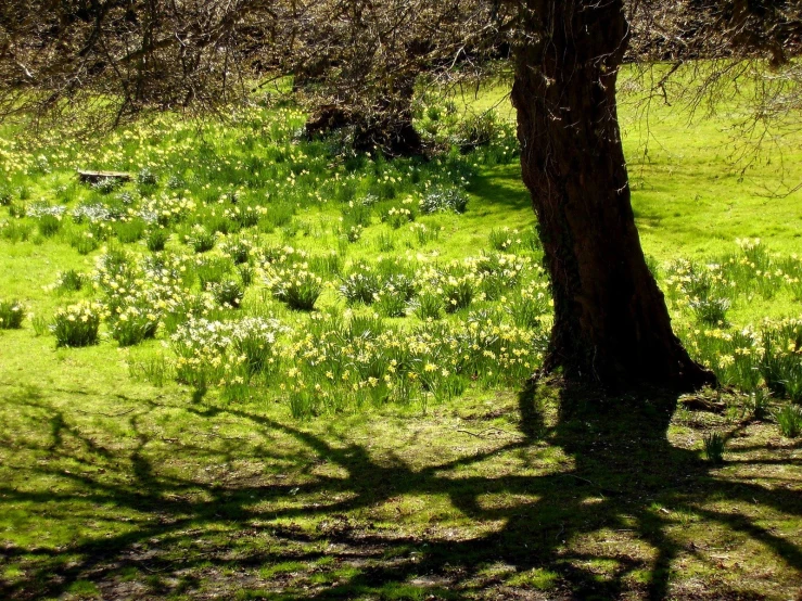 some tree nches in the middle of a field with yellow flowers