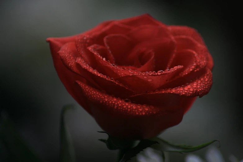 the side of a red rose that is being held up