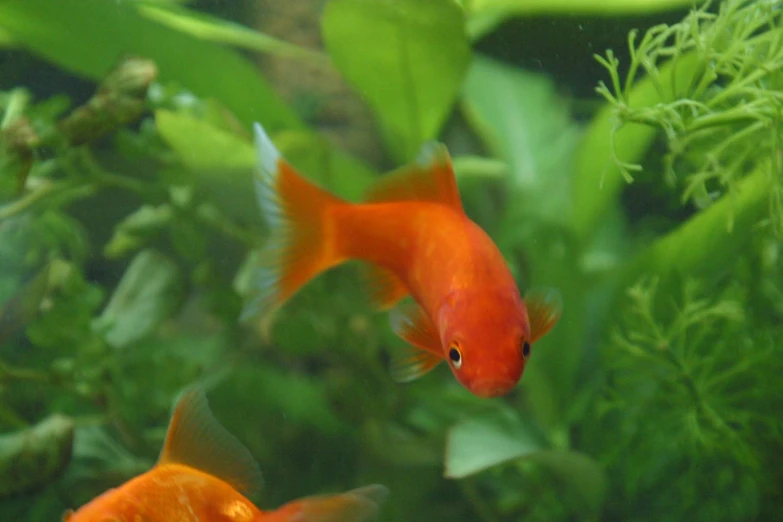 a group of red fish swim in a green aquarium