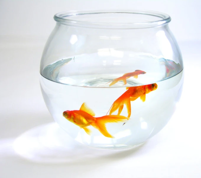 a fish in a bowl that is looking into the water