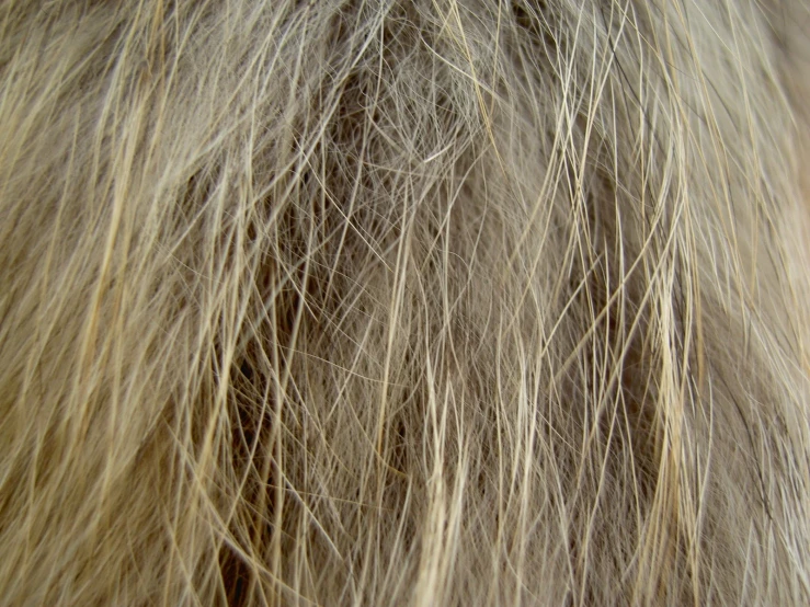 some kind of close up of an animal hair