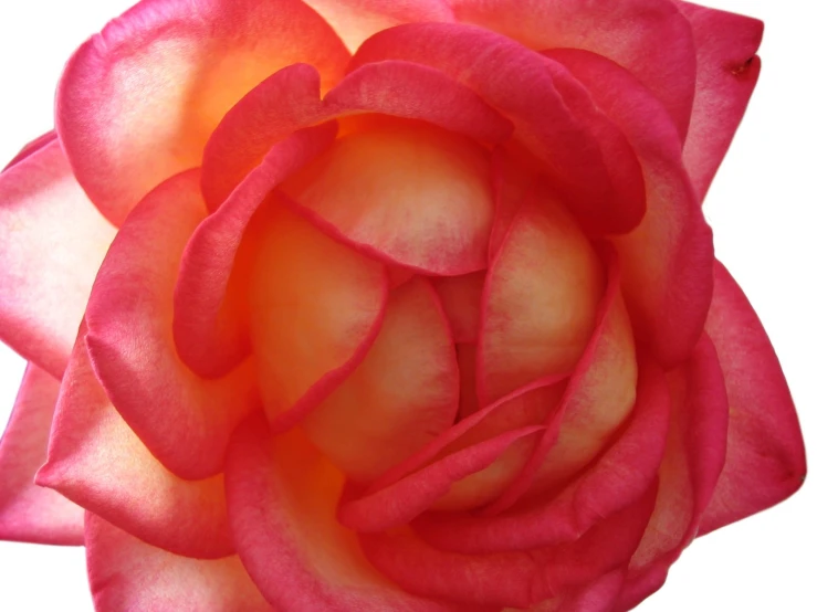 an image of a pink rose that is close to white background