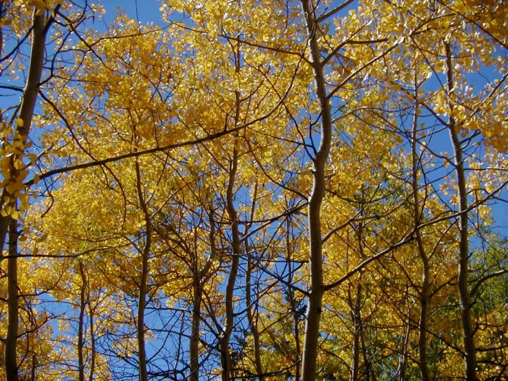 trees with yellow leaves are near one another