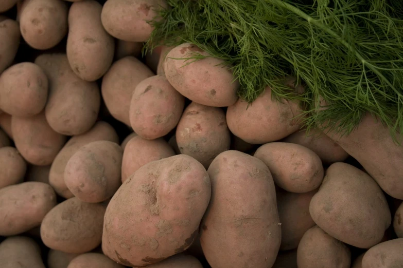 several large potatoes with some green foliage on top