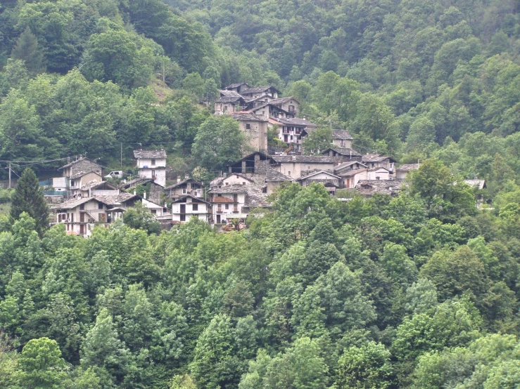 a hillside of trees and houses nestled together