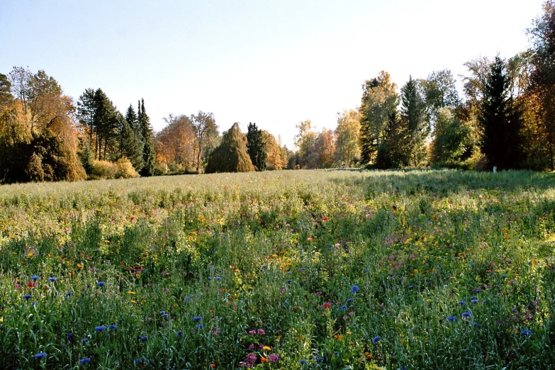 a lush green field with tall trees in the background