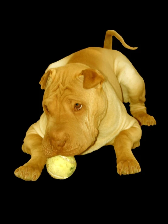 a dog playing with a tennis ball in its mouth