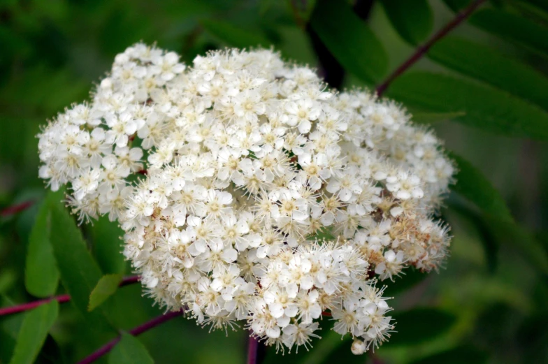 a bunch of white flowers that are on a nch