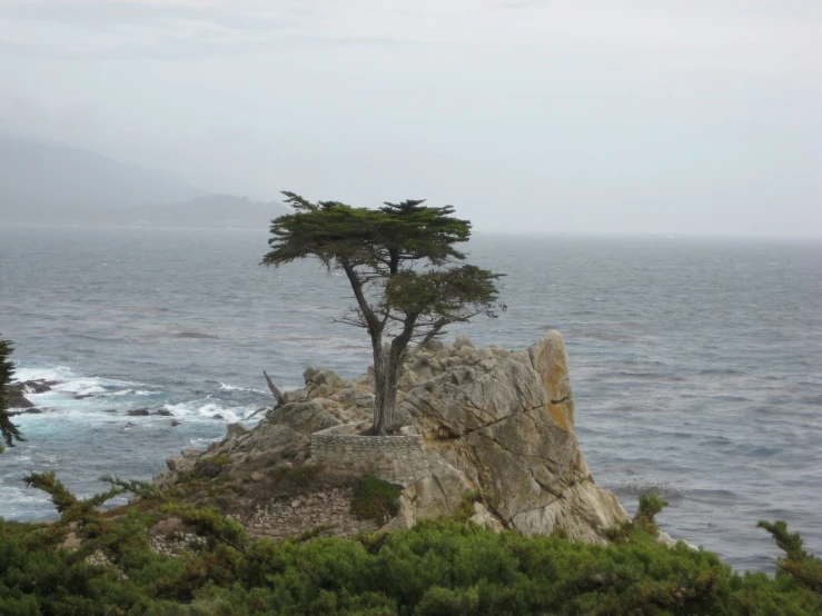 a lone tree grows on the edge of the cliff
