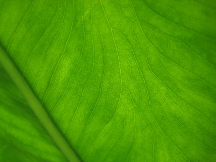 a green leaf is pographed close up