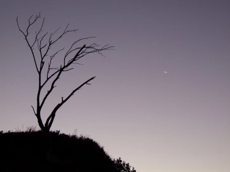 a tree that is standing near a hill