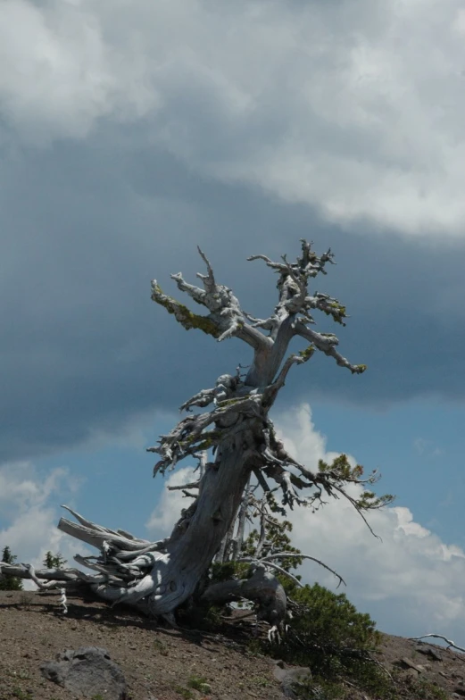 this is a tree that had been washed off its ground