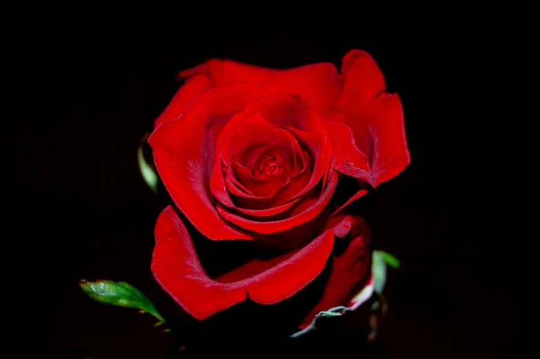 a red rose sitting on top of a green stem