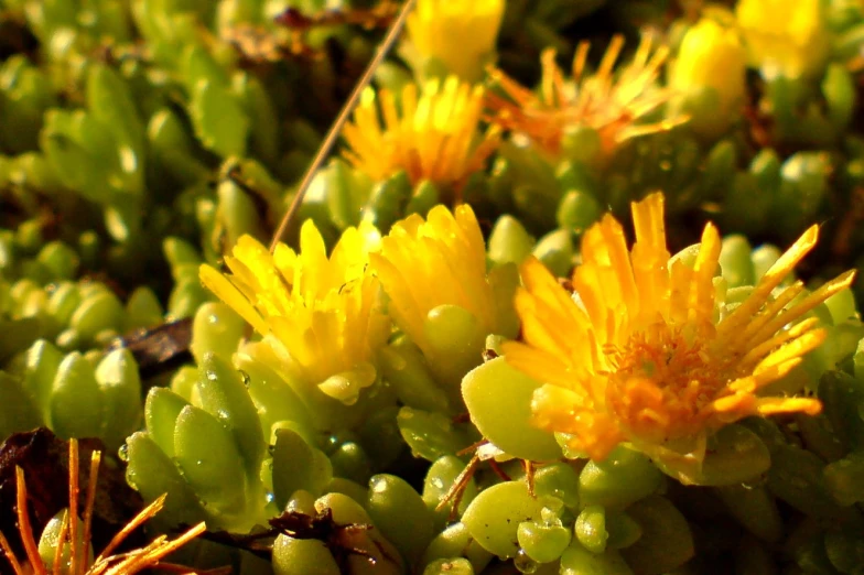 some tiny yellow flowers growing on top of grass