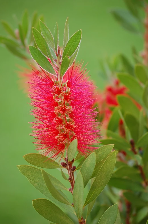 a small red flower on a green stem