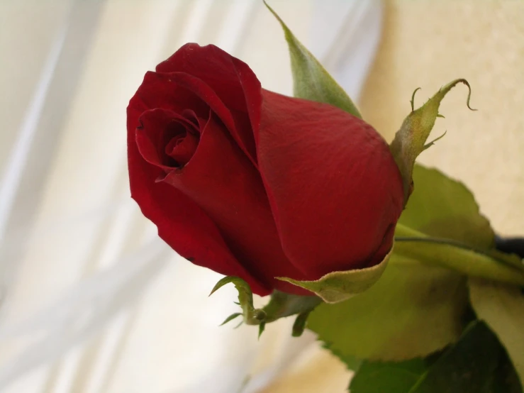 a red rose with green leaves on a white background