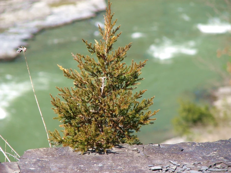 small pine tree growing on top of rock overlooking river