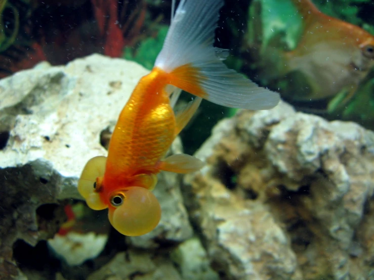 a white goldfish swimming in an aquarium