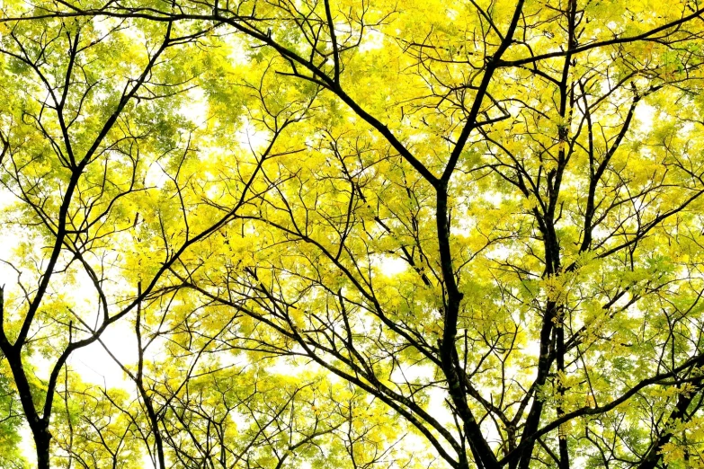 there are several leaves on the yellow trees