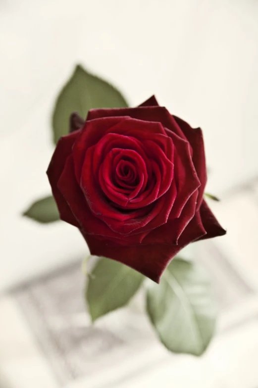 the red rose is on a table next to a wall