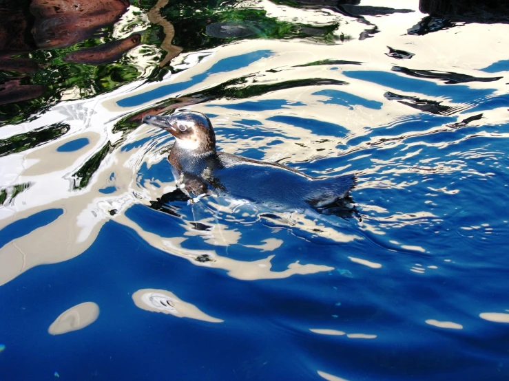 a penguin in the water, with it's head above the surface