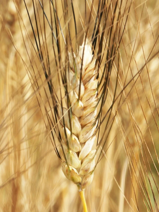 an ear of wheat growing in a field