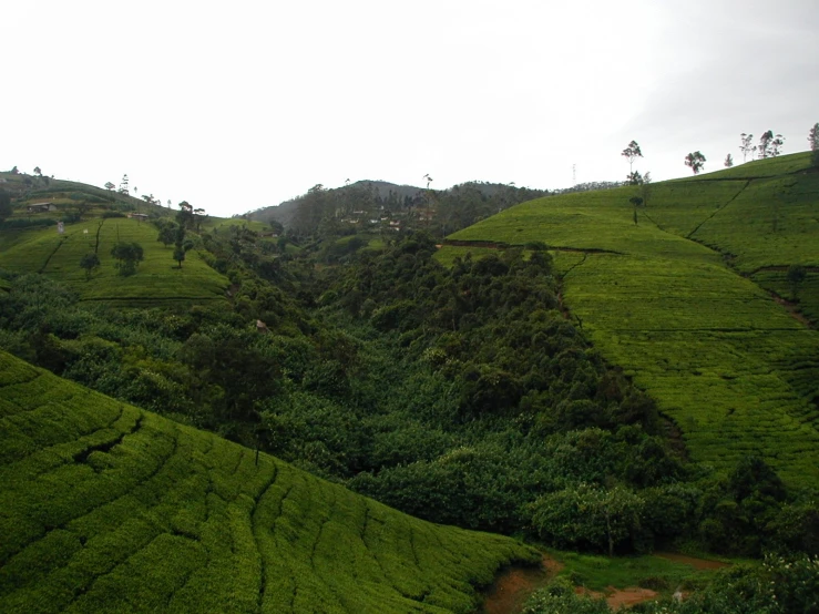 the tops of tea bushes in tea plantationes