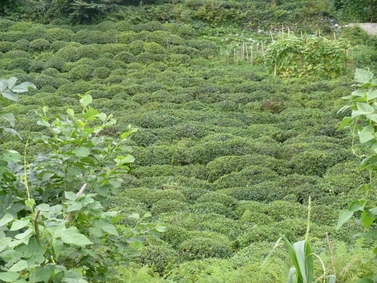 a field of bushes with green plants and some small trees