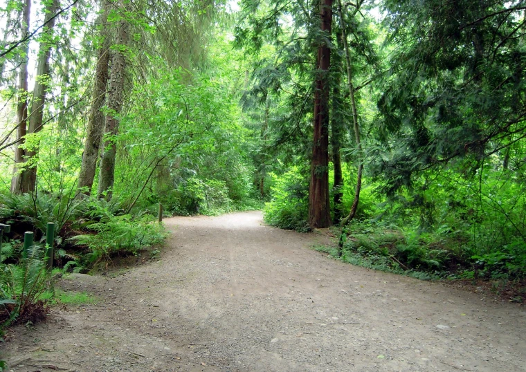 a dirt trail leads to some dense woods