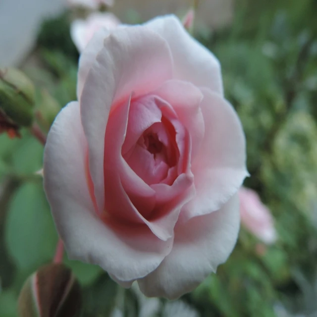 an open pink rose with buds and foliage