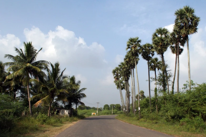 the road has trees on both sides of it